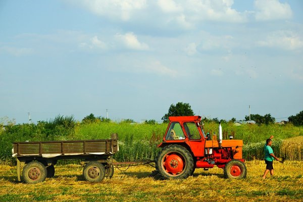 Come coltivare un piccolo uliveto in giardini urbani con clima mediterraneo?