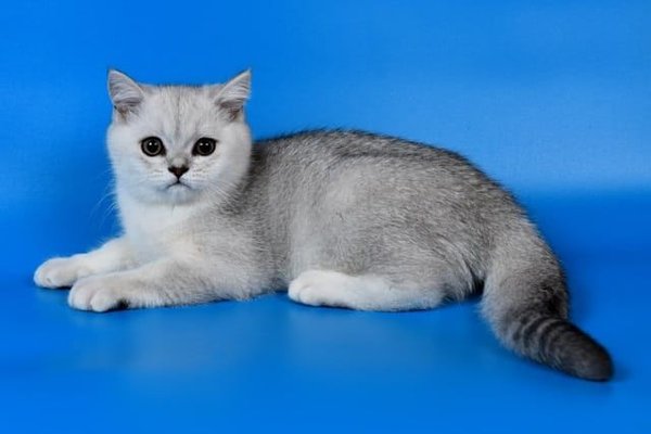 Come posso addestrare un gatto di razza Scottish Fold a non graffiare i mobili di pelle?